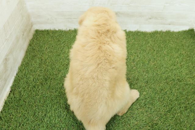 宮城県のゴールデンドゥードゥル(ゴールデン×プードル) (Coo&RIKU石巻店/2025年9月29日生まれ/男の子/ゴールド)の子犬の4枚目の画像