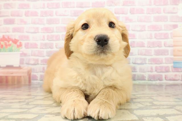 秋田県のゴールデンドゥードゥル(ゴールデン×プードル) (Coo&RIKU秋田店/2025年9月29日生まれ/女の子/ゴールド)の子犬の1枚目の画像