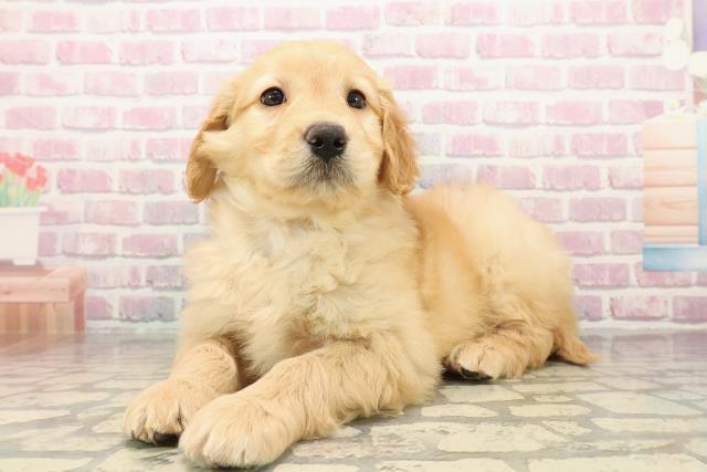 秋田県のゴールデンドゥードゥル(ゴールデン×プードル) (Coo&RIKU秋田店/2025年9月29日生まれ/女の子/ゴールド)の子犬の2枚目の画像