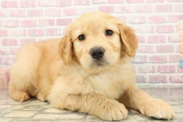 秋田県のゴールデンドゥードゥル(ゴールデン×プードル) (Coo&RIKU秋田店/2025年9月29日生まれ/女の子/ゴールド)の子犬の3枚目の画像