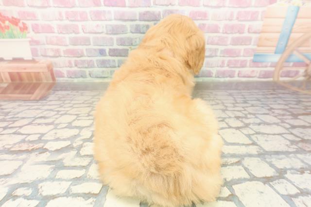 秋田県のゴールデンドゥードゥル(ゴールデン×プードル) (Coo&RIKU秋田店/2025年9月29日生まれ/女の子/ゴールド)の子犬の4枚目の画像