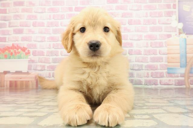 岩手県のゴールデンドゥードゥル(ゴールデン×プードル) (Coo&RIKU岩手盛岡店/2025年9月29日生まれ/女の子/ゴールド)の子犬の1枚目の画像