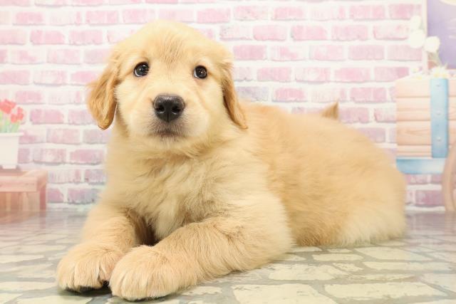 岩手県のゴールデンドゥードゥル(ゴールデン×プードル) (Coo&RIKU岩手盛岡店/2025年9月29日生まれ/女の子/ゴールド)の子犬の2枚目の画像