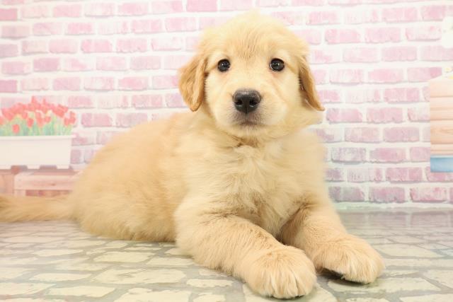 岩手県のゴールデンドゥードゥル(ゴールデン×プードル) (Coo&RIKU岩手盛岡店/2025年9月29日生まれ/女の子/ゴールド)の子犬の3枚目の画像