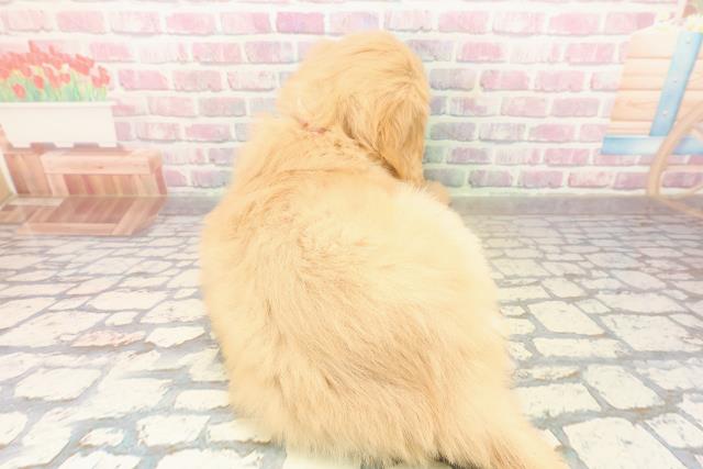 岩手県のゴールデンドゥードゥル(ゴールデン×プードル) (Coo&RIKU岩手盛岡店/2025年9月29日生まれ/女の子/ゴールド)の子犬の4枚目の画像