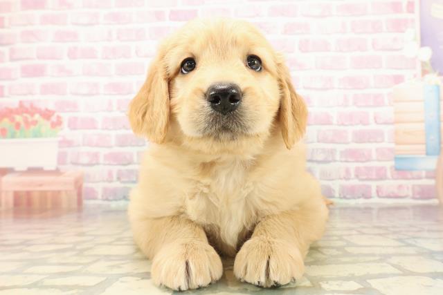 山形県のゴールデンドゥードゥル(ゴールデン×プードル) (Coo&RIKU山形店/2025年9月29日生まれ/女の子/ゴールド)の子犬