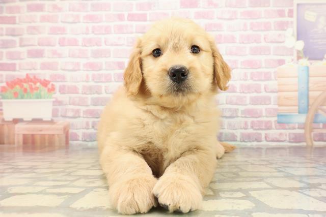 千葉県のゴールデンドゥードゥル(ゴールデン×プードル) (Coo&RIKU市原店/2025年9月29日生まれ/女の子/ゴールド)の子犬の1枚目の画像