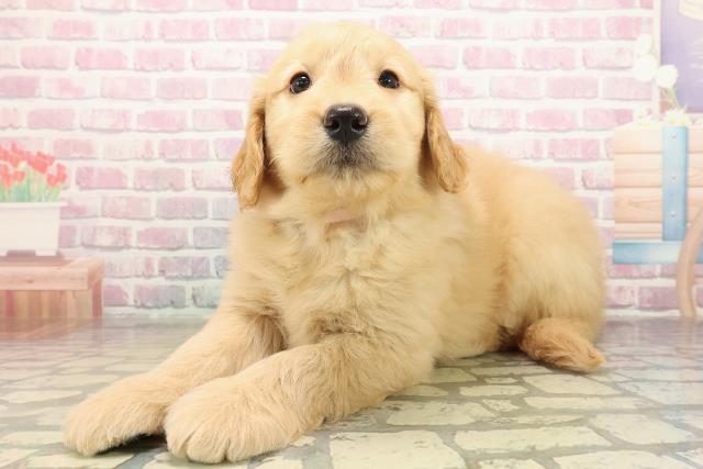 千葉県のゴールデンドゥードゥル(ゴールデン×プードル) (Coo&RIKU市原店/2025年9月29日生まれ/女の子/ゴールド)の子犬の2枚目の画像