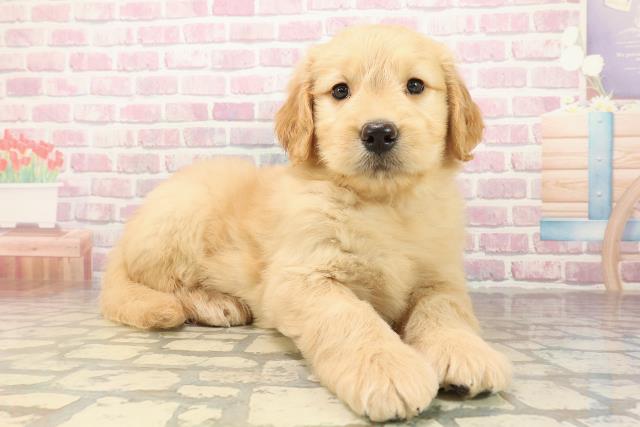 千葉県のゴールデンドゥードゥル(ゴールデン×プードル) (Coo&RIKU市原店/2025年9月29日生まれ/女の子/ゴールド)の子犬の3枚目の画像