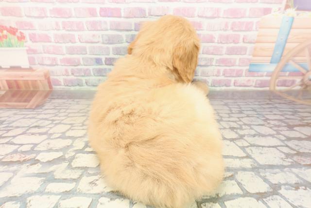 千葉県のゴールデンドゥードゥル(ゴールデン×プードル) (Coo&RIKU市原店/2025年9月29日生まれ/女の子/ゴールド)の子犬の4枚目の画像