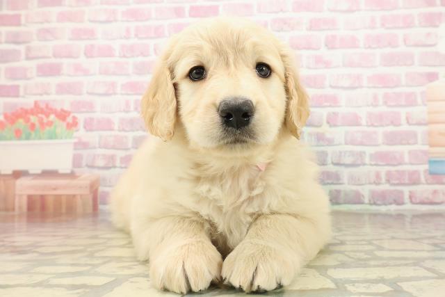 千葉県のゴールデンドゥードゥル(ゴールデン×プードル) (Coo&RIKU木更津店/2025年9月29日生まれ/女の子/ゴールド)の子犬の1枚目の画像