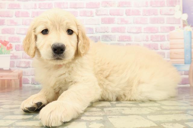 千葉県のゴールデンドゥードゥル(ゴールデン×プードル) (Coo&RIKU木更津店/2025年9月29日生まれ/女の子/ゴールド)の子犬の2枚目の画像