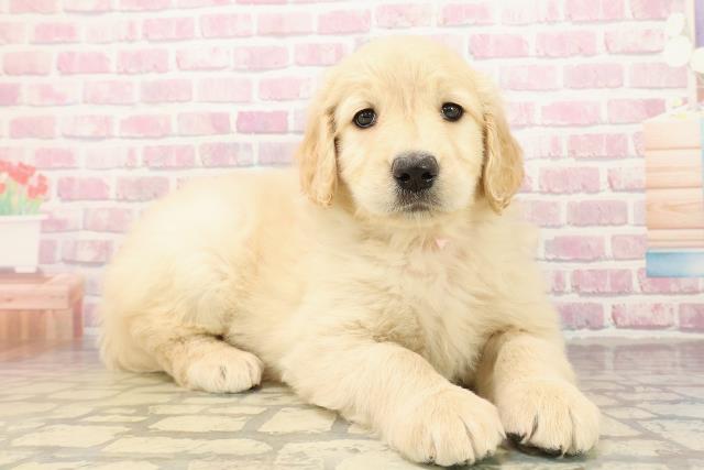 千葉県のゴールデンドゥードゥル(ゴールデン×プードル) (Coo&RIKU木更津店/2025年9月29日生まれ/女の子/ゴールド)の子犬の3枚目の画像