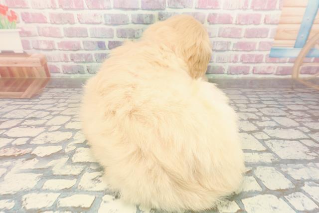 千葉県のゴールデンドゥードゥル(ゴールデン×プードル) (Coo&RIKU木更津店/2025年9月29日生まれ/女の子/ゴールド)の子犬の4枚目の画像