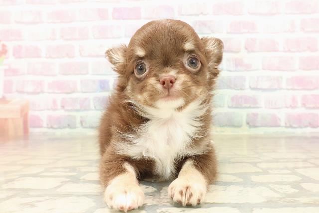 神奈川県のチワワ(ロング) (Coo&RIKU相模原店/2025年9月24日生まれ/男の子/チョコレートクリームホワイト)の子犬