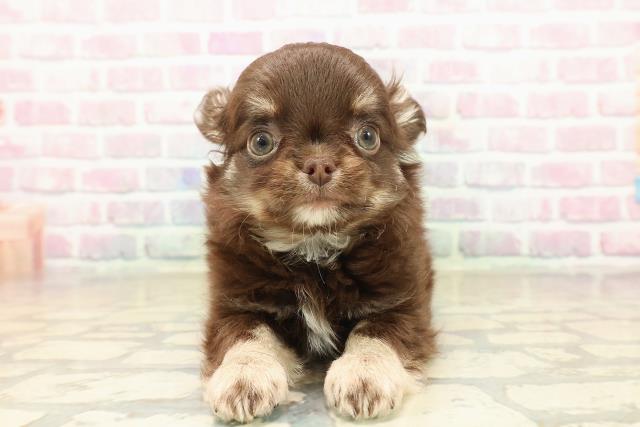 神奈川県のチワワ(ロング) (Coo&RIKU横浜青葉店/2025年9月24日生まれ/男の子/チョコレートクリーム)の子犬の1枚目の画像