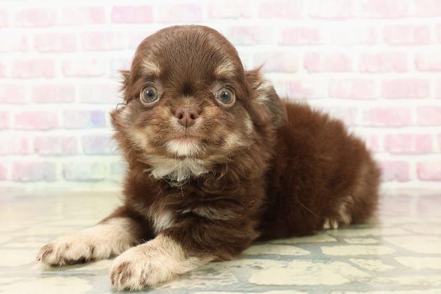 神奈川県のチワワ(ロング) (Coo&RIKU横浜青葉店/2025年9月24日生まれ/男の子/チョコレートクリーム)の子犬の2枚目の画像