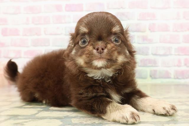 神奈川県のチワワ(ロング) (Coo&RIKU横浜青葉店/2025年9月24日生まれ/男の子/チョコレートクリーム)の子犬の3枚目の画像