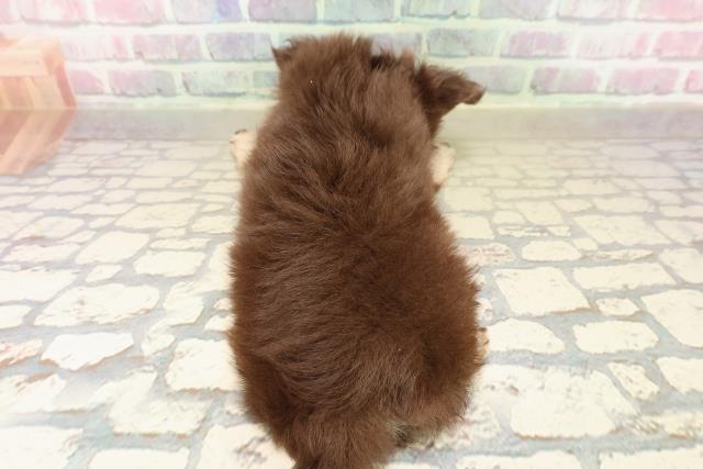 神奈川県のチワワ(ロング) (Coo&RIKU横浜青葉店/2025年9月24日生まれ/男の子/チョコレートクリーム)の子犬の4枚目の画像