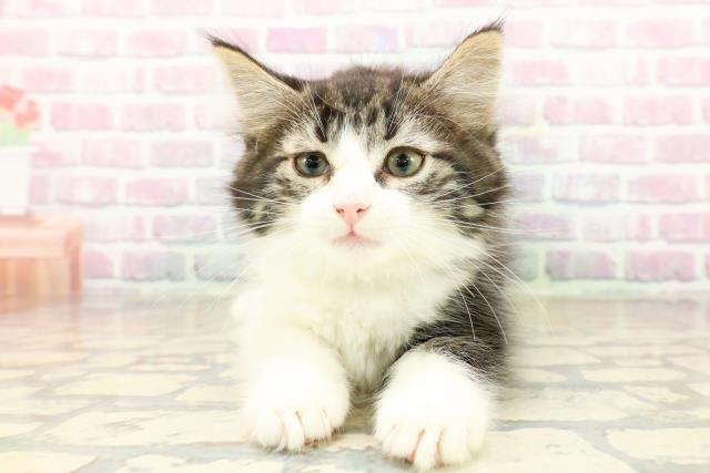 石川県のノルウェージャンフォレストキャット (Coo&RIKU金沢店/2025年9月11日生まれ/男の子/シルバータビーホワイト)の子猫