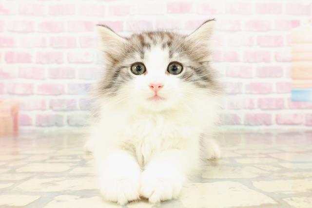 石川県のノルウェージャンフォレストキャット (Coo&RIKUイオン野々市南店/2025年9月11日生まれ/男の子/シルバータビーホワイト)の子猫