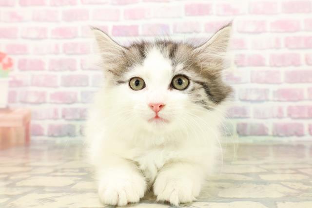 新潟県のノルウェージャンフォレストキャット (Coo&RIKU新潟西店/2025年9月11日生まれ/男の子/シルバータビーホワイト)の子猫