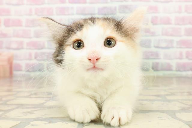 福島県のノルウェージャンフォレストキャット (Coo&RIKUいわき店/2025年9月11日生まれ/女の子/キャリコ)の子猫の1枚目の画像