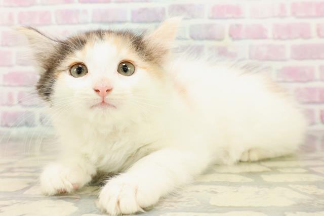 福島県のノルウェージャンフォレストキャット (Coo&RIKUいわき店/2025年9月11日生まれ/女の子/キャリコ)の子猫の2枚目の画像