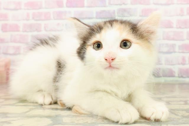 福島県のノルウェージャンフォレストキャット (Coo&RIKUいわき店/2025年9月11日生まれ/女の子/キャリコ)の子猫の3枚目の画像