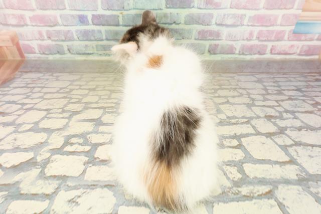 福島県のノルウェージャンフォレストキャット (Coo&RIKUいわき店/2025年9月11日生まれ/女の子/キャリコ)の子猫の4枚目の画像