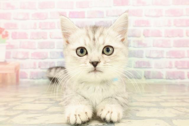 富山県のミヌエット (Coo&RIKU富山店/2025年8月15日生まれ/男の子/シルバータビー)の子猫