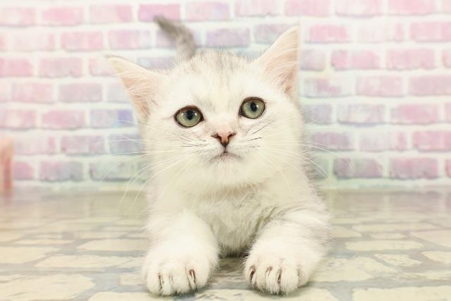 石川県のミヌエット (Coo&RIKU金沢店/2025年8月15日生まれ/女の子/シルバータビー)の子猫