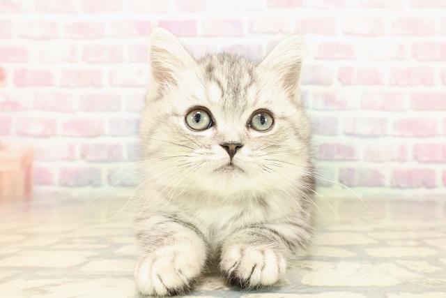 石川県のミヌエット (Coo&RIKUイオン野々市南店/2025年8月15日生まれ/男の子/シルバータビー)の子猫