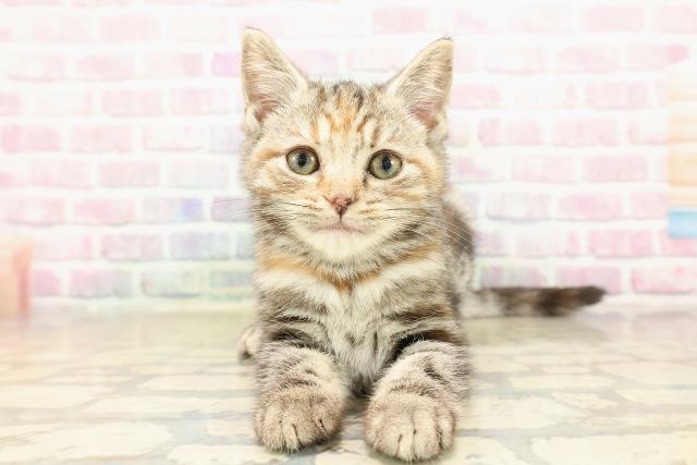 群馬県のアメリカンショートヘアー (Coo&RIKU前橋店/2025年9月16日生まれ/女の子/シルバーパッチドタビー)の子猫の1枚目の画像