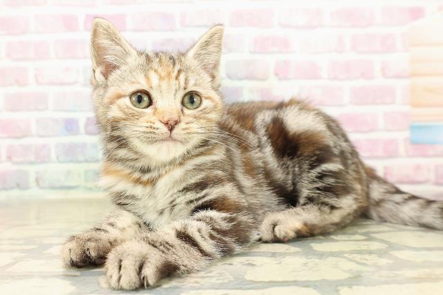 群馬県のアメリカンショートヘアー (Coo&RIKU前橋店/2025年9月16日生まれ/女の子/シルバーパッチドタビー)の子猫の2枚目の画像