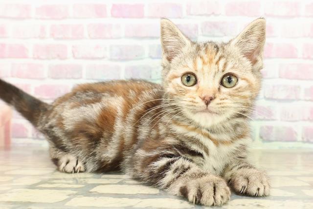 群馬県のアメリカンショートヘアー (Coo&RIKU前橋店/2025年9月16日生まれ/女の子/シルバーパッチドタビー)の子猫の3枚目の画像