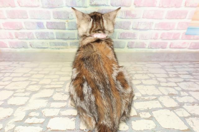 群馬県のアメリカンショートヘアー (Coo&RIKU前橋店/2025年9月16日生まれ/女の子/シルバーパッチドタビー)の子猫の4枚目の画像