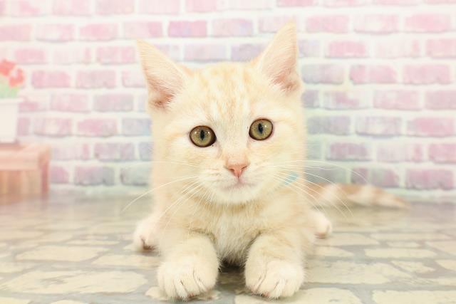 富山県のアメリカンショートヘアー (Coo&RIKU富山店/2025年9月16日生まれ/男の子/クリームタビー)の子猫