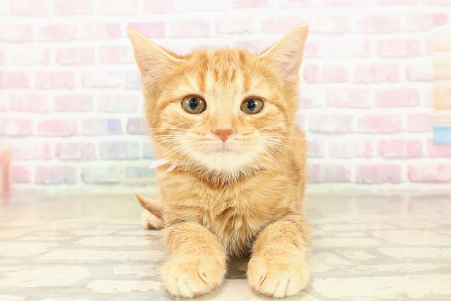 石川県のアメリカンショートヘアー (Coo&RIKU金沢店/2025年9月16日生まれ/女の子/レッドタビー)の子猫の1枚目の画像