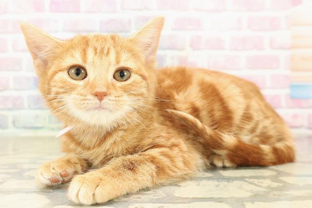 石川県のアメリカンショートヘアー (Coo&RIKU金沢店/2025年9月16日生まれ/女の子/レッドタビー)の子猫の2枚目の画像