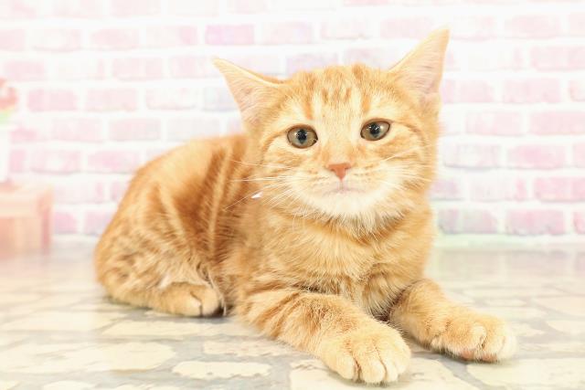 石川県のアメリカンショートヘアー (Coo&RIKU金沢店/2025年9月16日生まれ/女の子/レッドタビー)の子猫の3枚目の画像