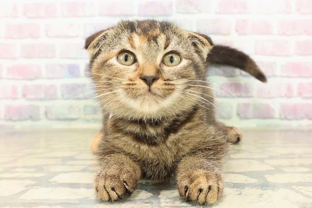 神奈川県のスコティッシュフォールド (Coo&RIKU横浜青葉店/2025年9月18日生まれ/女の子/ブラウンパッチドタビー)の子猫の1枚目の画像