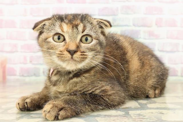 神奈川県のスコティッシュフォールド (Coo&RIKU横浜青葉店/2025年9月18日生まれ/女の子/ブラウンパッチドタビー)の子猫の2枚目の画像