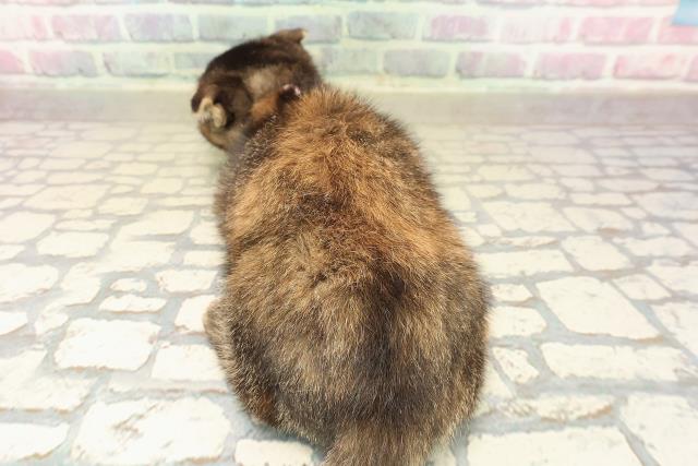 神奈川県のスコティッシュフォールド (Coo&RIKU横浜青葉店/2025年9月18日生まれ/女の子/ブラウンパッチドタビー)の子猫の4枚目の画像