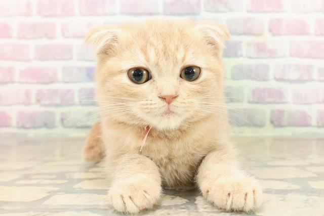 神奈川県のスコティッシュフォールド (Coo&RIKU横浜旭店/2025年9月18日生まれ/女の子/クリームタビー)の子猫の1枚目の画像