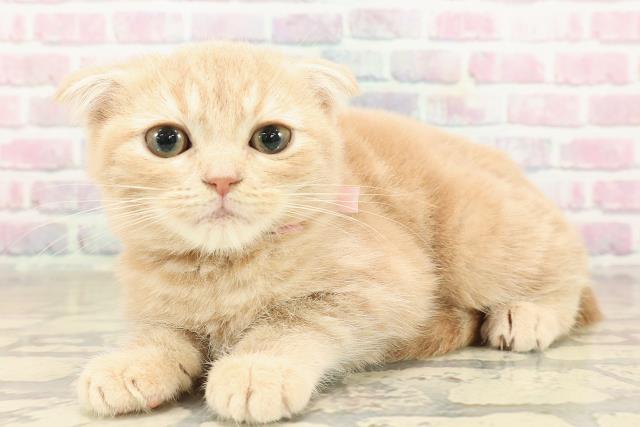 神奈川県のスコティッシュフォールド (Coo&RIKU横浜旭店/2025年9月18日生まれ/女の子/クリームタビー)の子猫の2枚目の画像