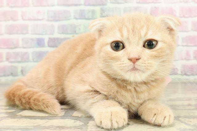 神奈川県のスコティッシュフォールド (Coo&RIKU横浜旭店/2025年9月18日生まれ/女の子/クリームタビー)の子猫の3枚目の画像