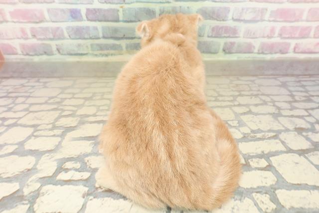 神奈川県のスコティッシュフォールド (Coo&RIKU横浜旭店/2025年9月18日生まれ/女の子/クリームタビー)の子猫の4枚目の画像