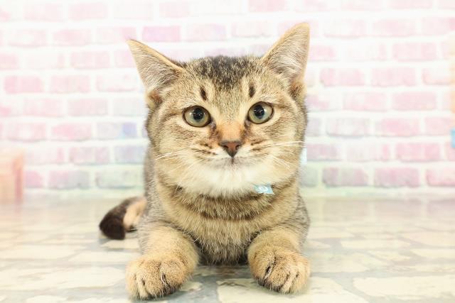 山形県のスコティッシュフォールド (Coo&RIKU山形店/2025年9月18日生まれ/男の子/ブラウンタビー)の子猫