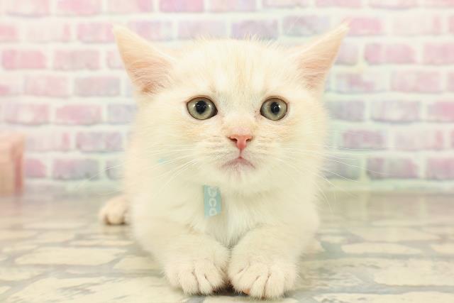 北海道のマンチカン (Coo&RIKU札幌西店/2025年9月17日生まれ/男の子/クリームタビー)の子猫の1枚目の画像